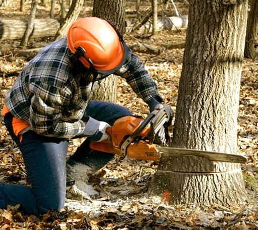 Tree Removal in Garland, TX